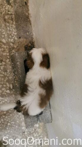 Shih Tzu dogs for sale