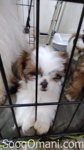 Shih Tzu dogs for sale