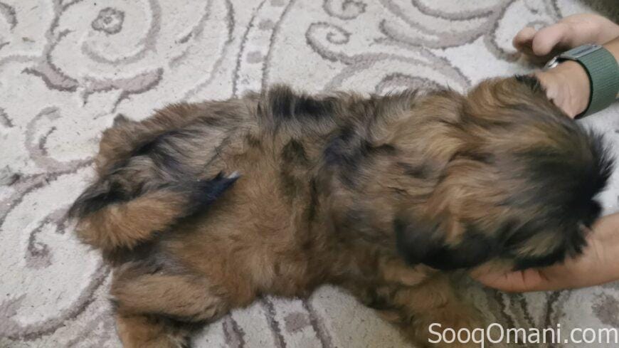 Shih Tzu dogs for sale