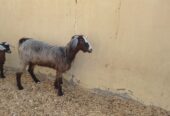 Halal Oman Al Khair