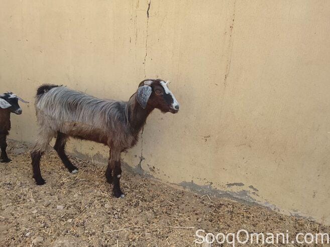 Halal Oman Al Khair