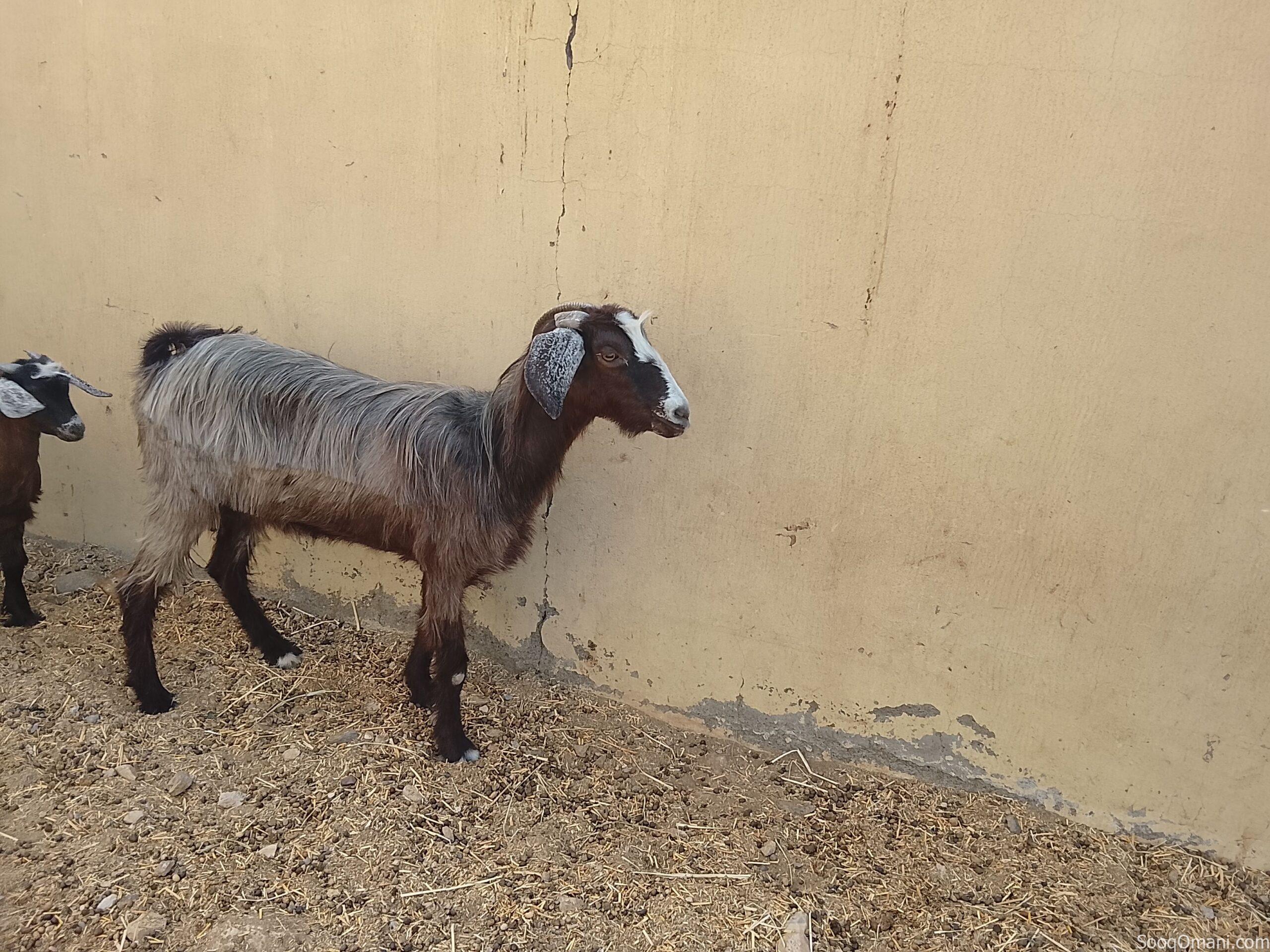 Halal Oman Al Khair