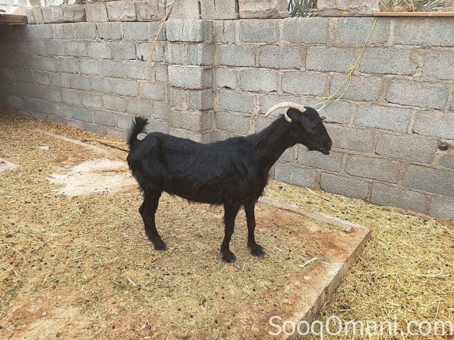 Sheep in excellent health