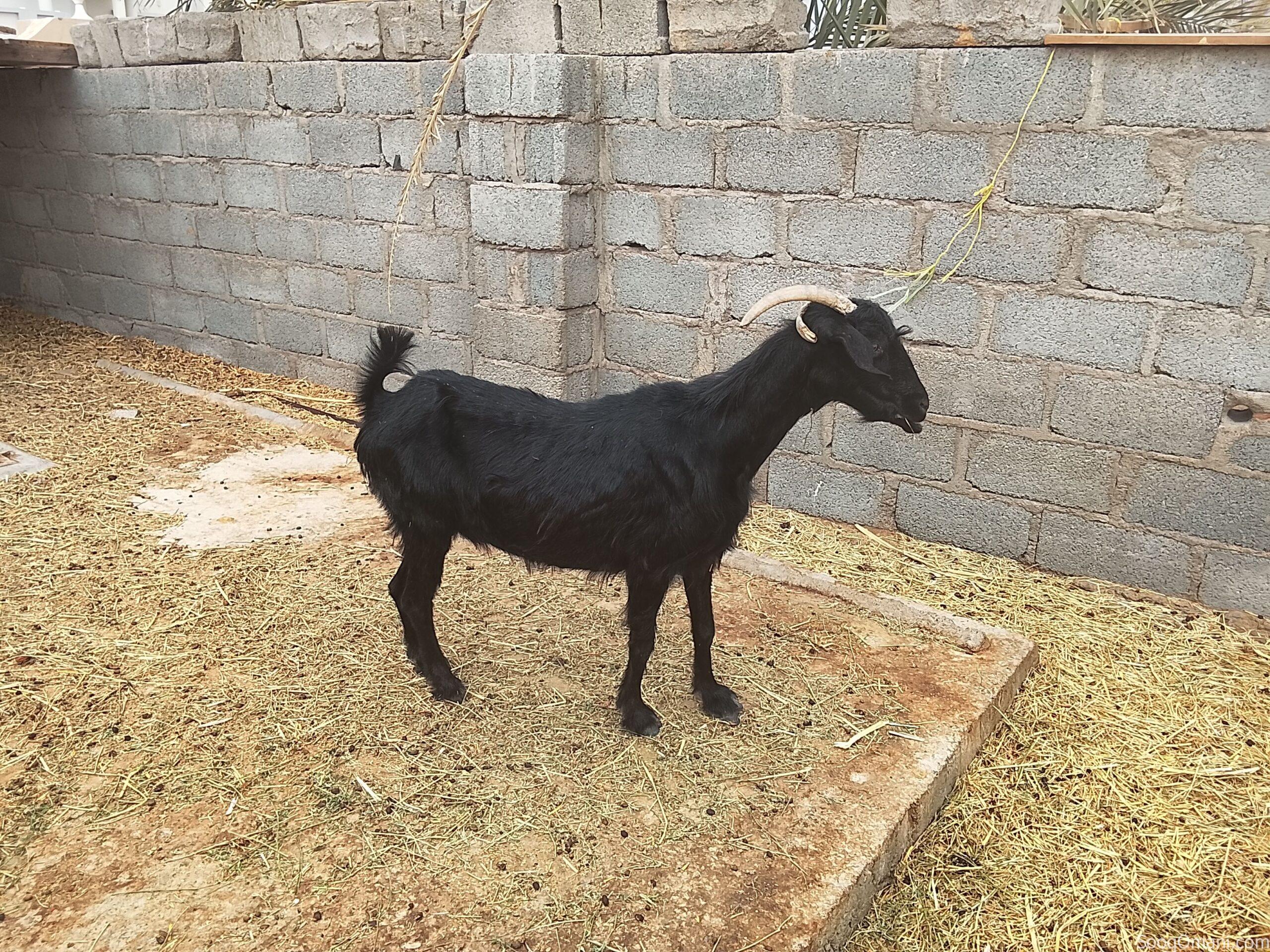 Sheep in excellent health