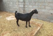 Sheep in excellent health