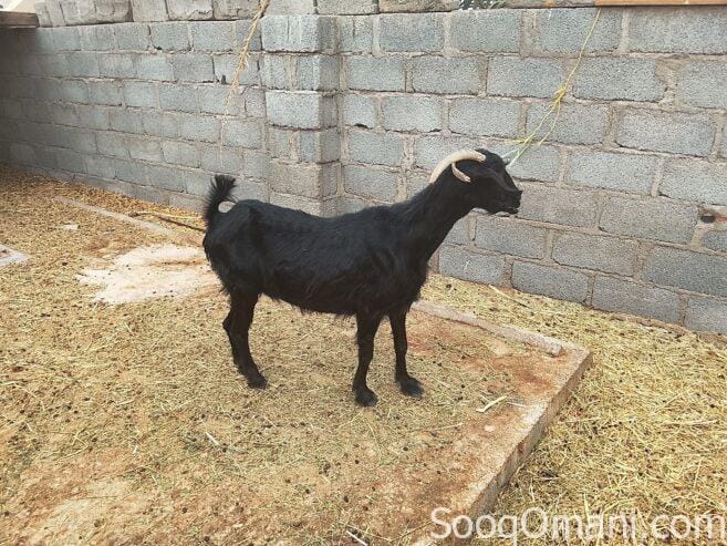Sheep in excellent health