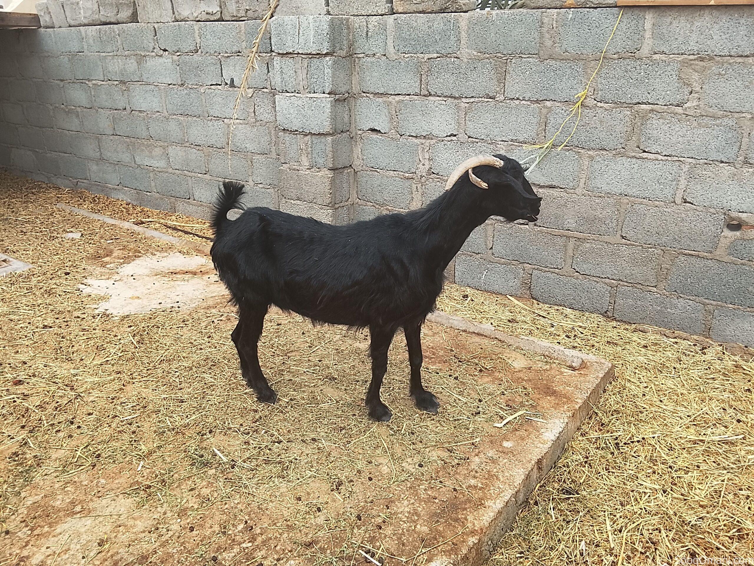 Sheep in excellent health