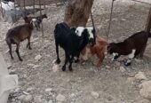 Najdi sheep
