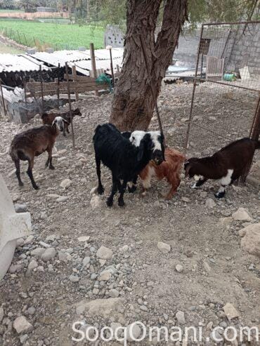 جاعده نجدية