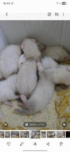 Dutch ferret, local production
