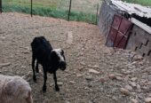 Najdi sheep