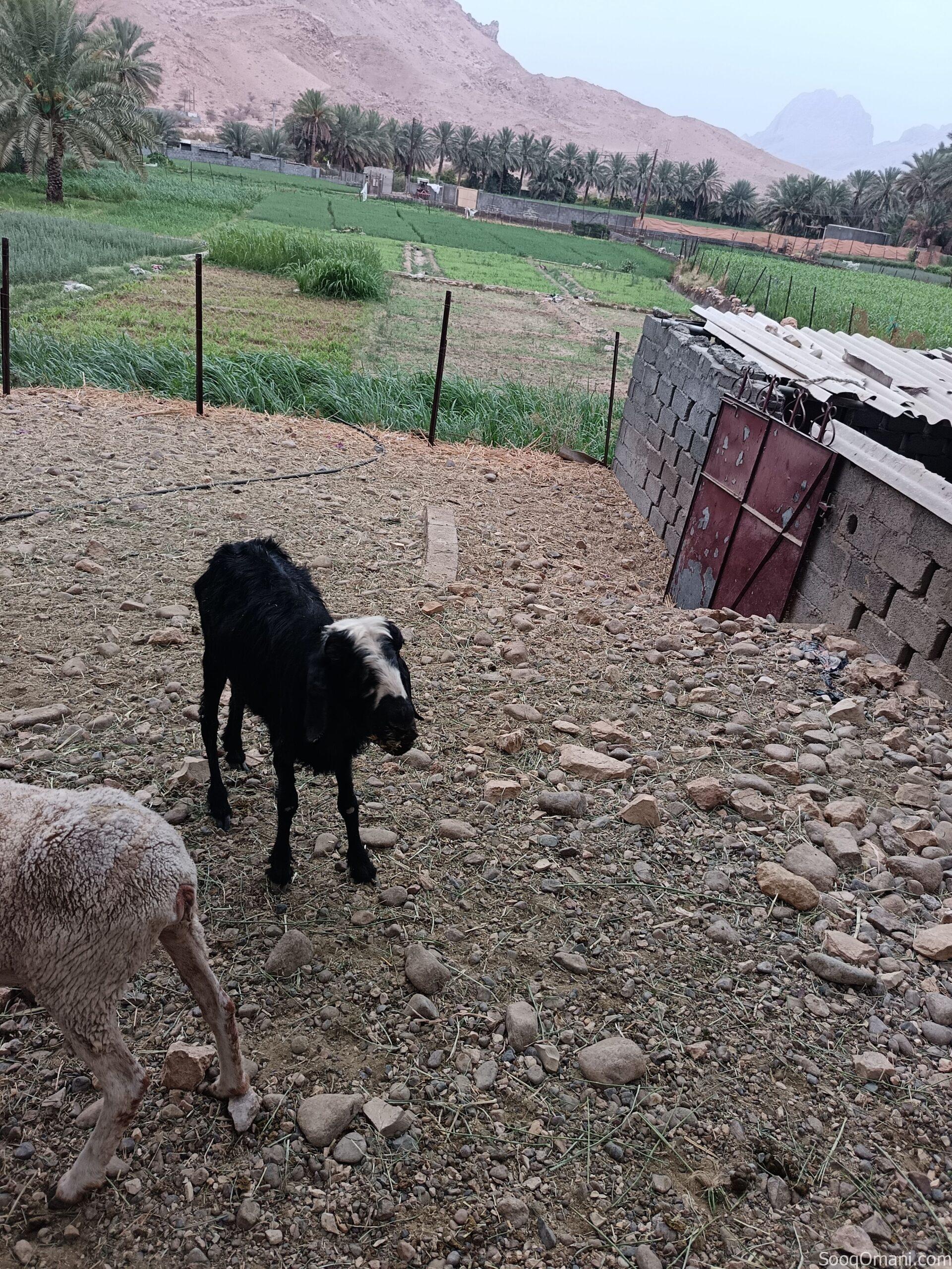 Najdi sheep