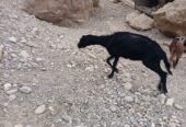 Najdi sheep