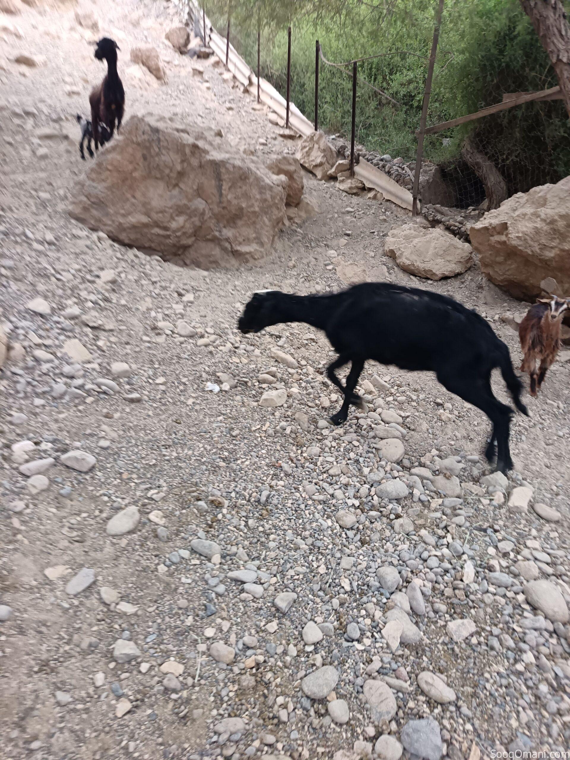 Najdi sheep