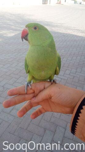 pet parakeet