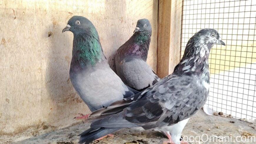 Pakistani flying pigeons for sale
