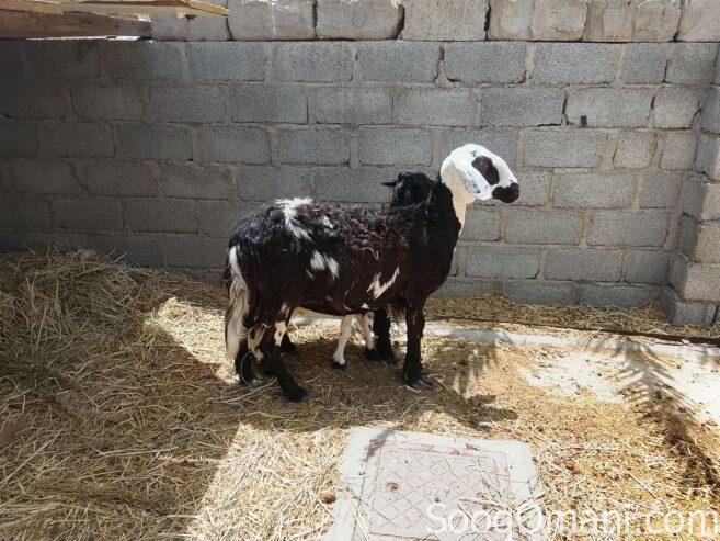 Najdi sheep in excellent health