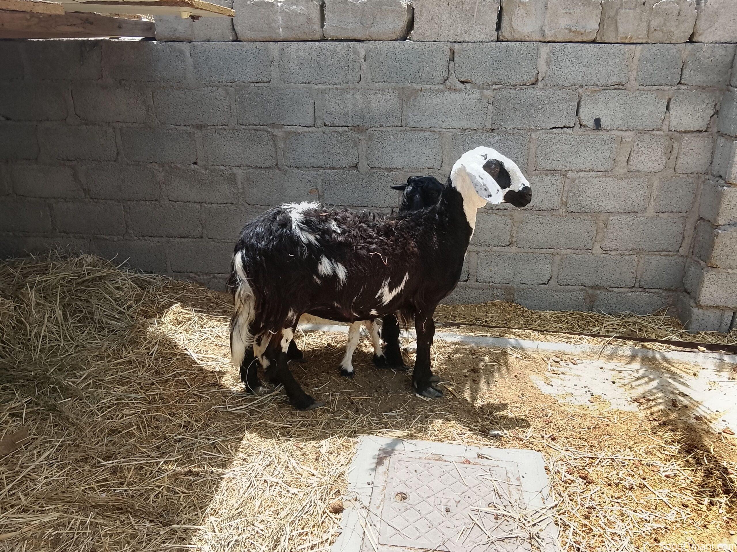 Najdi sheep in excellent health