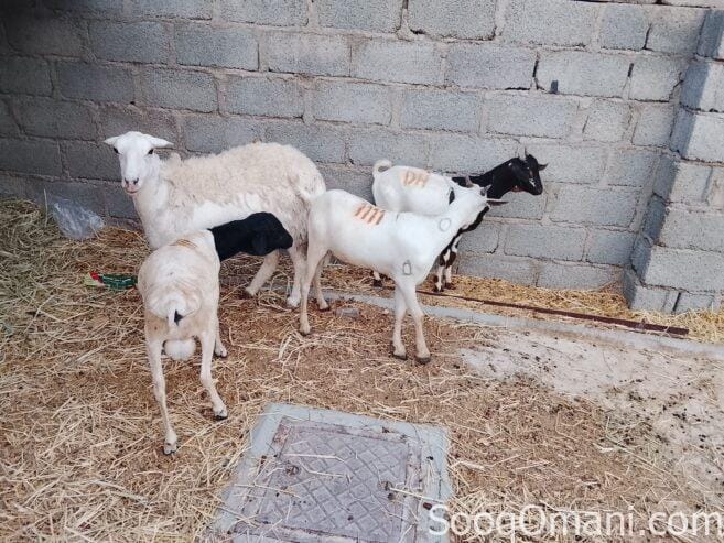 Somali goats, rams and Yemeni sheep in excellent health