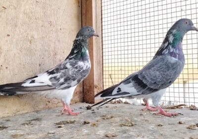 3734a010-81cf-4c4d-919f-e7960f84adf7