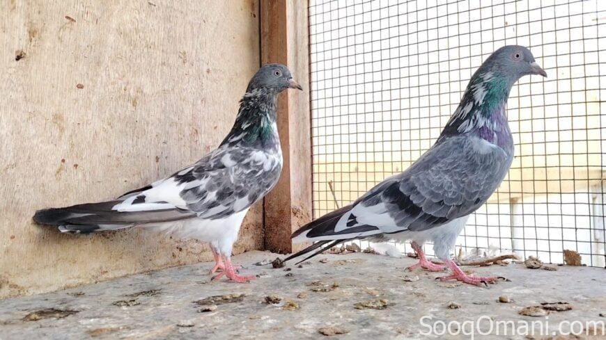 Pakistani birds for sale