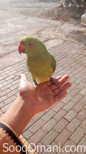 pet parakeet