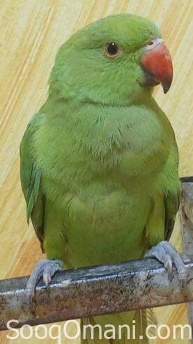 pet parakeet