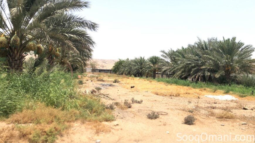 للبيع مزرعه