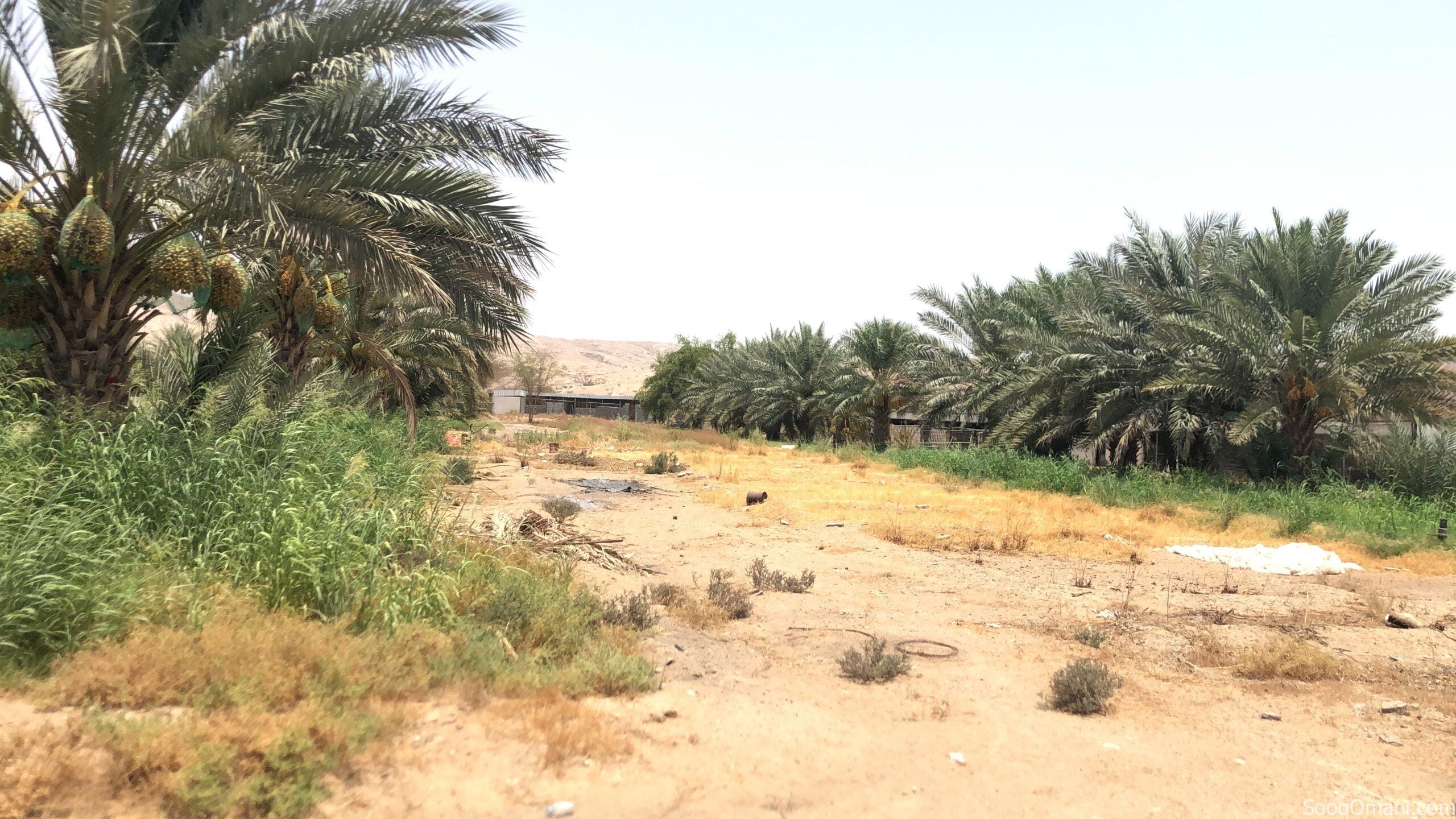 للبيع مزرعه