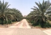 للبيع مزرعه