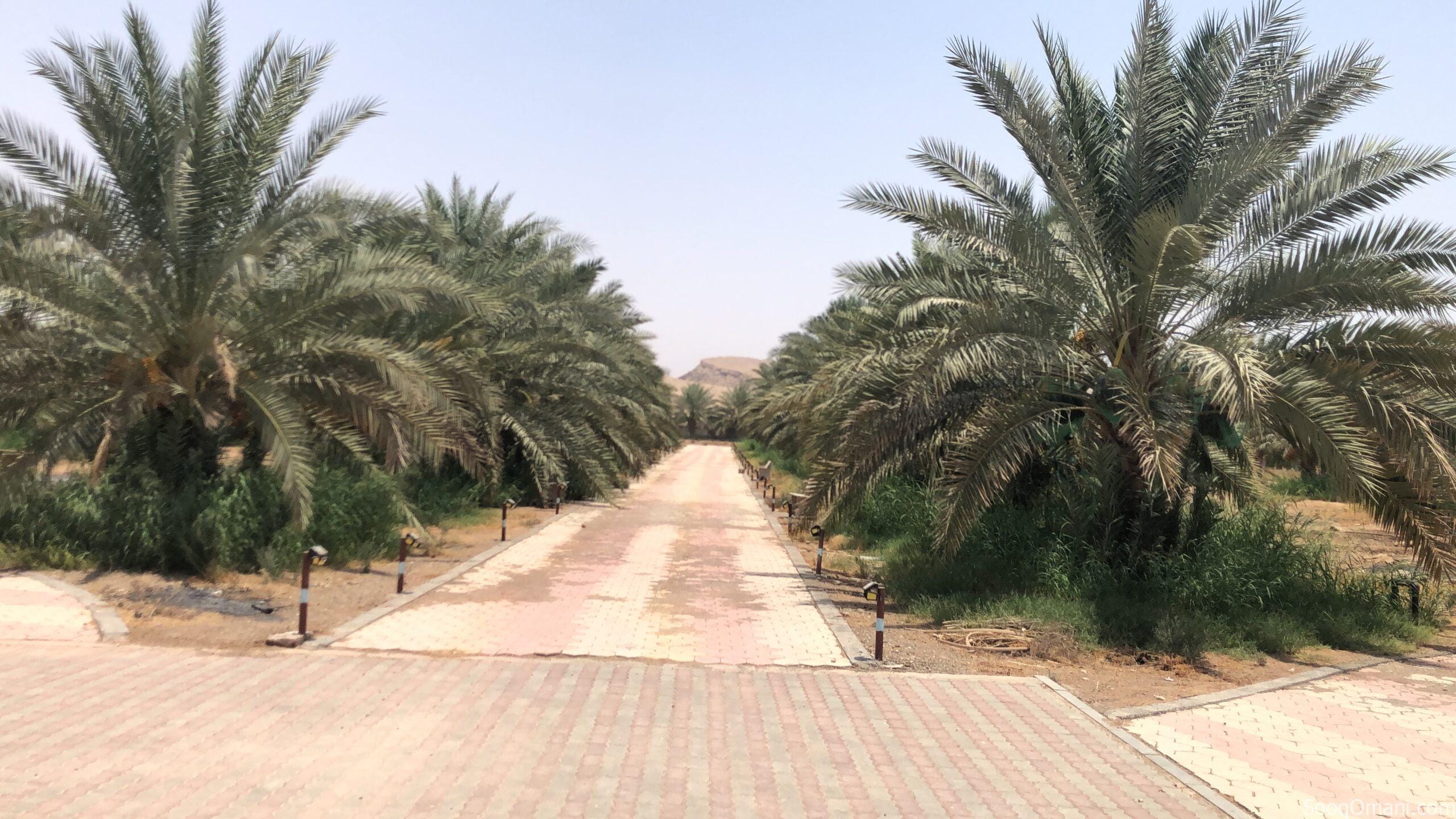 للبيع مزرعه