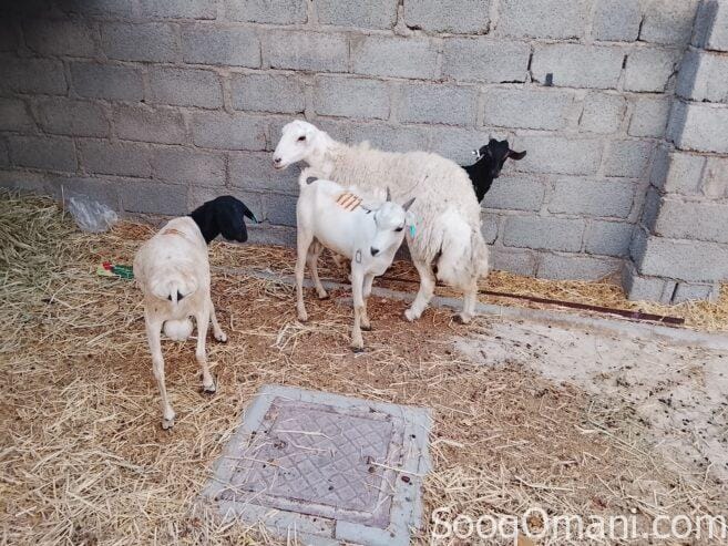 Somali goats, rams and Yemeni sheep in excellent health