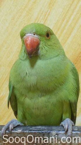 pet parakeet