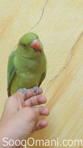 pet parakeet