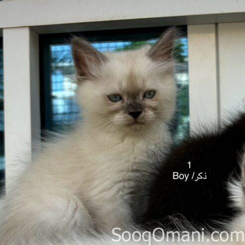 Persian cats for sale