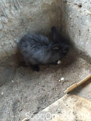 Dutch rabbit
