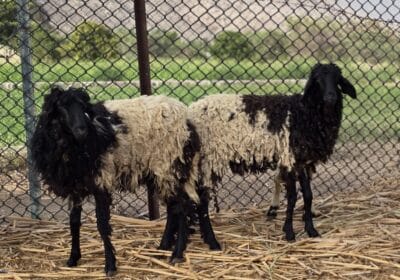 0f5528d2-0f8c-43bf-813a-a944644290d6