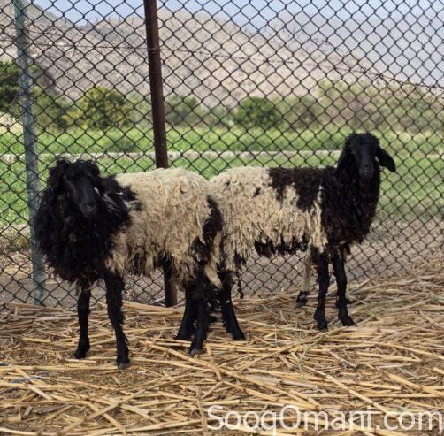 Omani sheep for sale