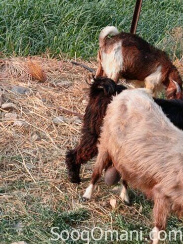 10 to 11 month old fat goat
