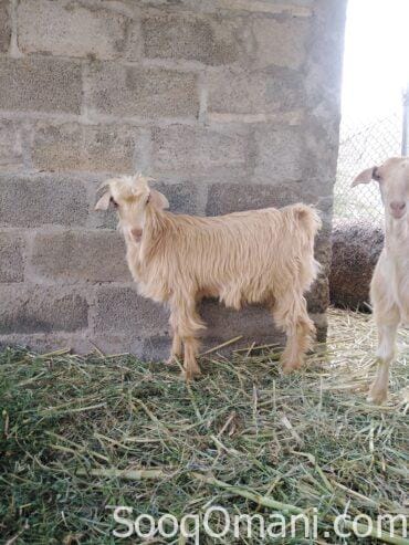 Omani sheep for sale