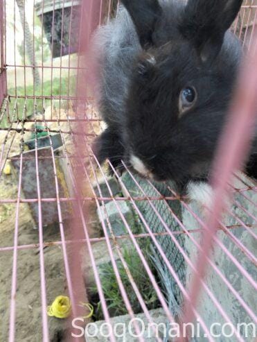 Dutch rabbit