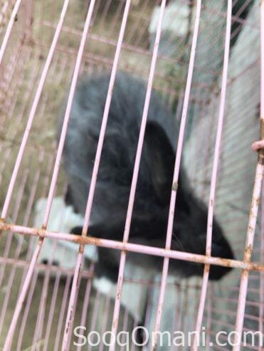 Dutch rabbit