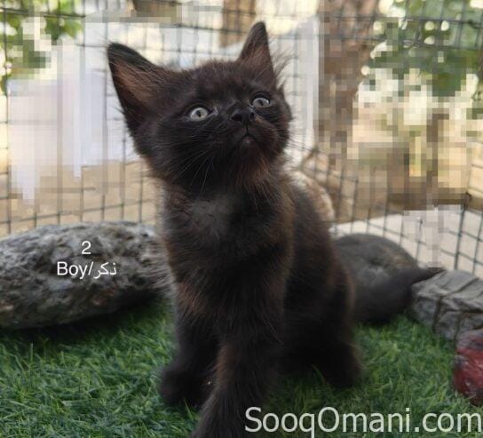 Persian cats for sale