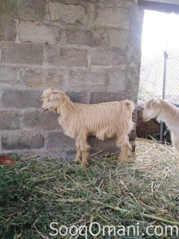 Omani sheep for sale