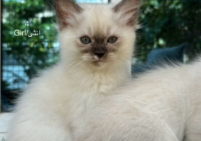 7d2ff2d9-ec9d-48a9-a045-ad842e38b4e3