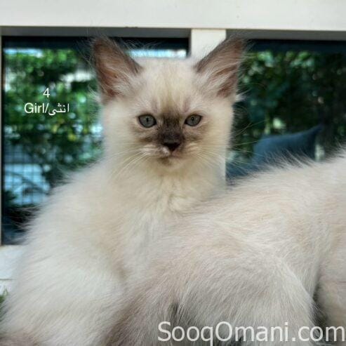 Persian cats for sale