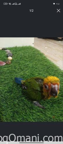 Sun Conure chick