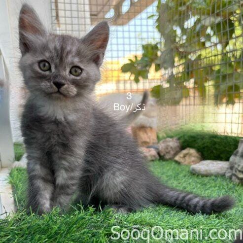 Persian cats for sale