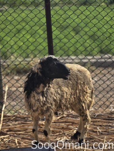 Omani sheep for sale