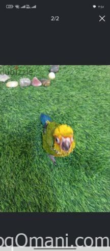Sun Conure chick